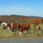 MINOLTA DIGITAL CAMERA